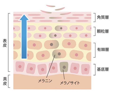 くすみ改善・美白作用
