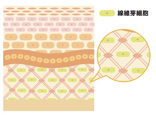細胞を再生してシワ改善