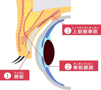 瞼板 挙筋腱膜 上眼瞼挙筋