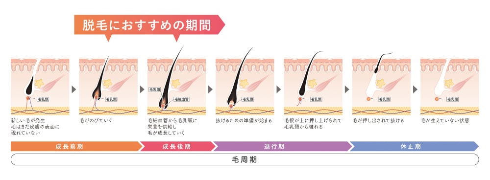 毛周期の画像