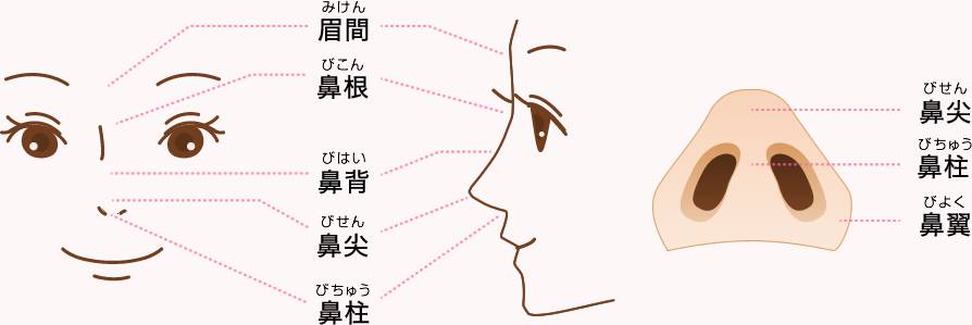 鼻の穴医療用語 – 鼻のてっぺん 医療用語 | 鼻尖部 – NNTT