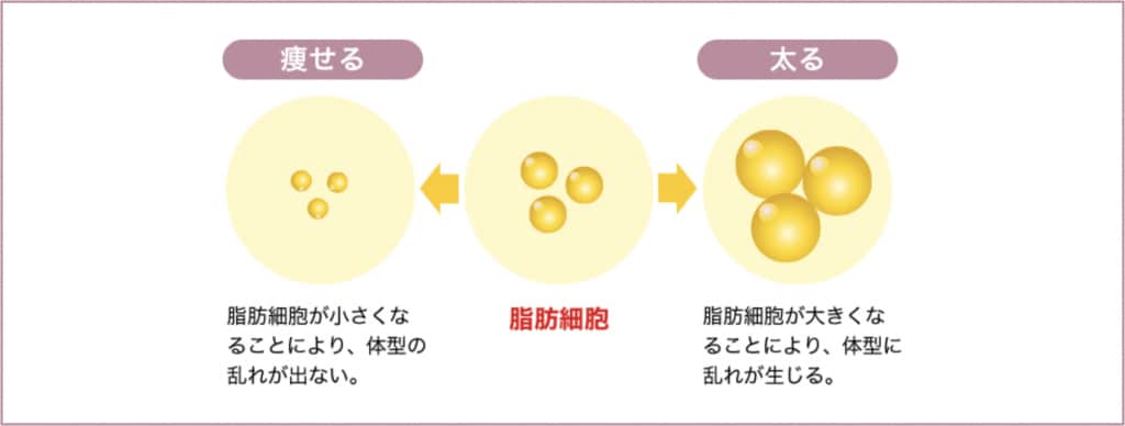 脂肪細胞のメカニズム